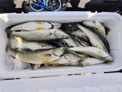 5 fish caught fishing in OH