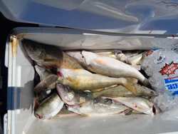 Angler holding 3 big fish in Vermilion