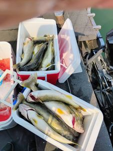 3 fish caught in Vermilion
