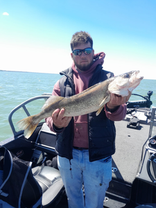 Sauger fish caught in Vermilion