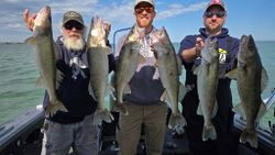 Six Walleye fish caught while fishing in Vermilion