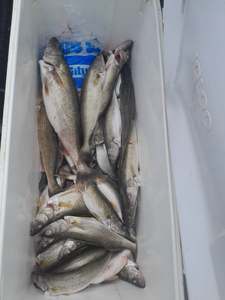 6 fish caught while fishing in OH