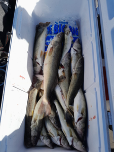 Three fish caught in Vermilion