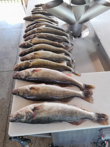 Three sauger fish caught in Vermilion