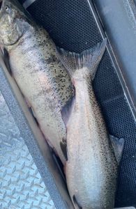 Chinook Salmon caught while fishing in Montesano
