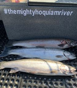 3 coho salmon in a fishing scene in WA