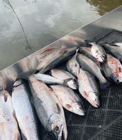 Five rainbow trout caught while fishing in WA