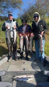 Eight rainbow trout and sea trout caught in Montesano