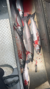 Blasted today with rainbow trout and coho salmon using jigging and trolling techniques!