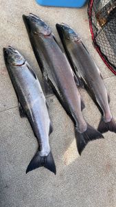 Two sockeye salmon in a scenic fishing location in WA
