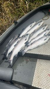 Photo of two silver carp and bull trout fish in Montesano