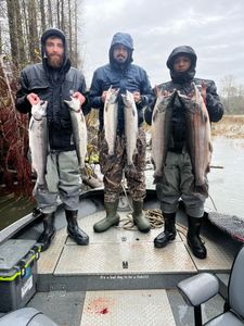 Six coho and chum salmon caught in Montesano