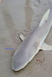 Fishing in NC