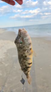 Northern puffer fish caught while fishing in NC