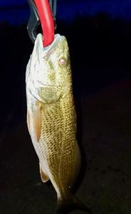 Evening trip delivers North Carolina Topsail Beach