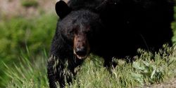 Best hunting for great catch in NH