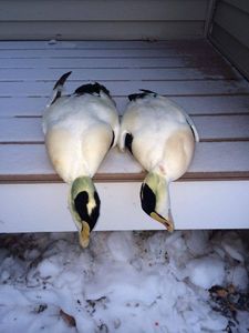 Hunting in Weare, New Hampshire