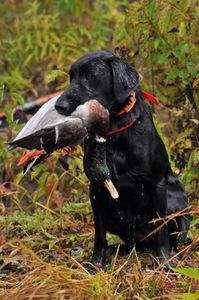 Hunting adventure in NH