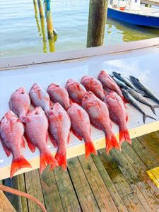 Fresh caught red snapper lined up on boat deck in Gulf Shores AL