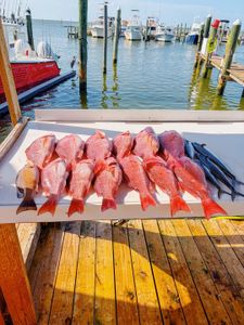 Fresh caught red snapper displayed on cleaning table at Gulf Shores AL marina dock