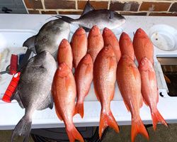 9 grey triggerfish in the waters of Gulf Shores