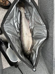 Coho salmon caught while fishing in OR
