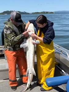 Angler with a large fish in Astoria