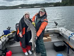 A white sturgeon fish being caught in OR