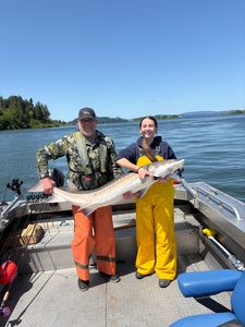 White Sturgeon, a big freshwater fish, caught while fishing in OR.