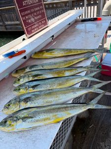 Nothing beats a day of fishing in Key West.