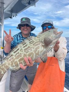 Angler catches a large black grouper fish while fishing in Florida