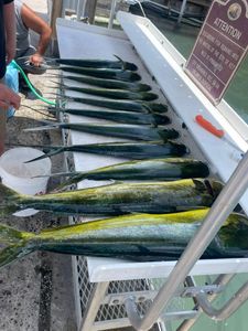 Two fish caught while fishing in FL