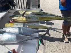 Three fish caught while fishing in FL