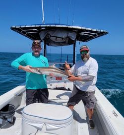 A huge blue marlin caught while fishing in FL