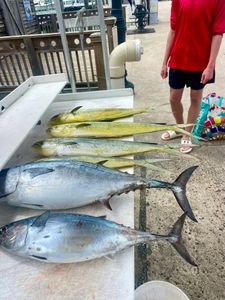 Three little tunny and blackfin tuna caught fishing in Key West