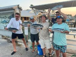 Three Little Tunny fish caught while fishing in FL