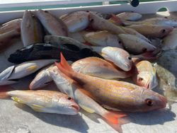 Three fish caught in the waters of FL