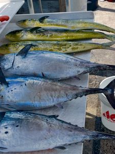 6 wahoo fish caught while fishing in Key West