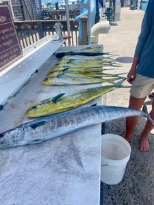 3 Wahoo Fish caught while fishing in FL