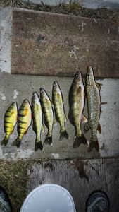 7 American Yellow Perch fish in Laporte