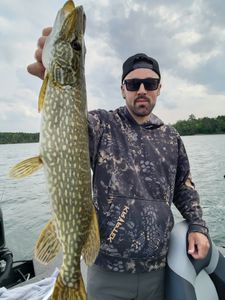 Northern Pike fish caught in Laporte