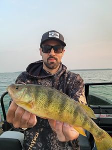 A fisherman holding a large American Yellow Perch in Minnesota