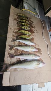 Five sauger fish caught in Laporte