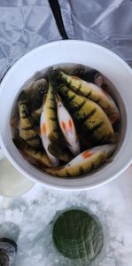A fishing trip in Minnesota with a great catch