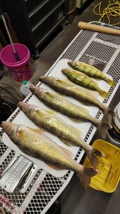3 fish caught during fishing trip in Laporte