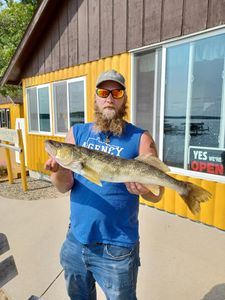 Walleye fish caught in Laporte