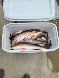 Aransas Reds Never Disappoint