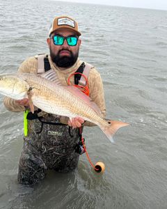 Texas Coastline Catch of the Day