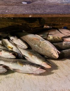 Redfish action in Aransas Pass!