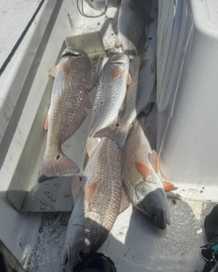 Five redfish caught in TX